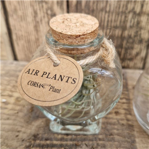 Air Plants (Tillandsia) Heart Shaped Bottle